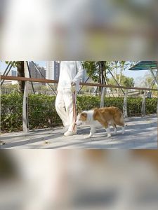 【COD】สายจูงสุนัข แบบยืดหดได้(ขนาด 3-5 เมตร)สายจูงสัตว์เลี้ยง สายจูงยืดหด สายจูงหมา แมว ทนต่อแรงดึง