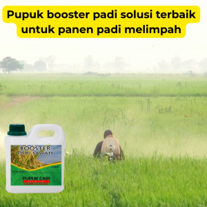 Pupuk Booster Pelebat Penyubur Padi Sawah Cair 1 liter Perbanyak Anakan Dan Menambah Bobot Bulir