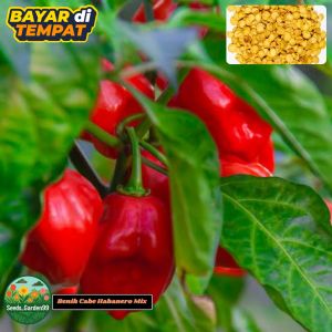 10 BUTIR BIJI/BENIH CABE SUPER PEDAS HABANERO MIX WARNA