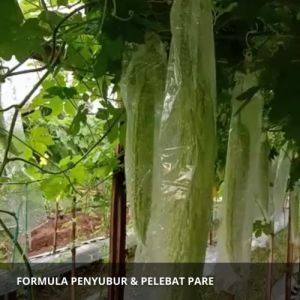 Pupuk Penyubur Tanaman Pare & Obat Pelebat Buah Pare