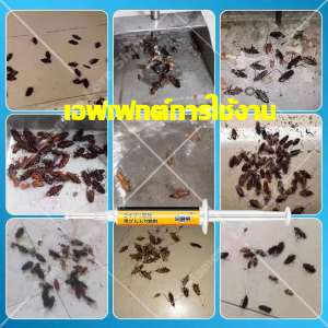 50ปี ที่บ้านไม่มีแมลงสาบ ยากำจัดแมลงสาบ ล่อแมลงสาบ แมลงสาป เจลกำจัดแมลงสาบ  เหยื่อแมลงสาบ  กับดักแมลงสาบ กำจัดแมลงสาบ ยาฆ่าแมลงสาบ  ที่ดักแมลงสาบ เจลฆ่าแมลงสาบ เจลแมลงสาบ บ้านแมลงสาบ แมลงสาบ 1 ตัวถูกวางยาพิษจนตาย แมลงสาบตายทั้งรัง ความปลอดภัยที่ดี