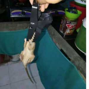 perangkap jebakan tikus tanpa racun kualitas premium