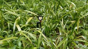 Bộ 10 Béc Tưới Cây Phun Sương Hạt Nhỏ Kèm Nối Ren 21 Tưới Lan Cây Cảnh