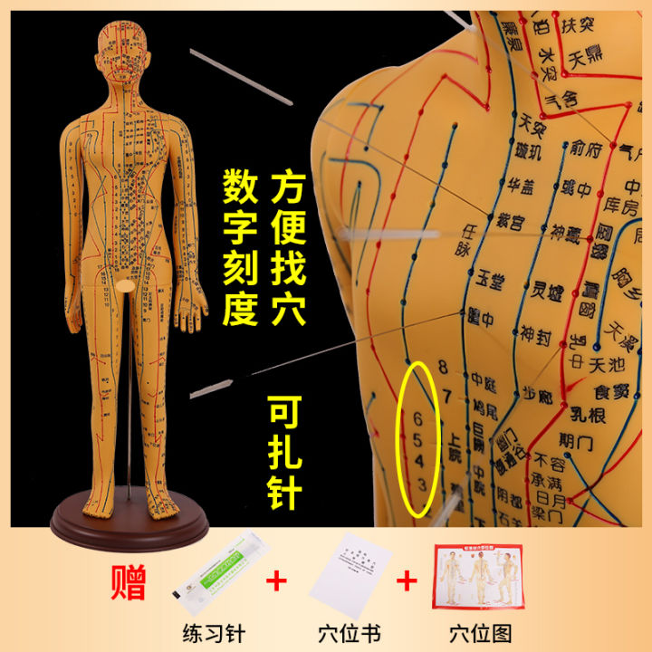 Super Clear Human Body Acupuncture Acupoint Model Meridian Bronze ...