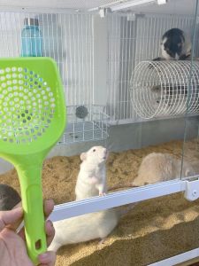 Flower Branch Rat Hamster Macaroni Rutin Chicken Special Biology Walnut Shell Grits Bedding Pet Fermentation Bed Bedding Landscaping