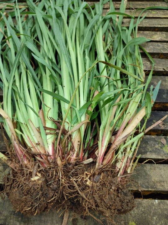 Bibit Rumput Sataria Super, Pertumbuhan Cepat, Daun Halus, Cocok untuk ...