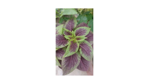 ( 10 Gram ) Benih Biji Fumak Merah | Amaranthus Tricolor