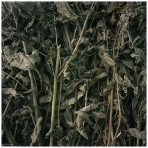 Daun Kirinyuh Kering/Balakacida kering