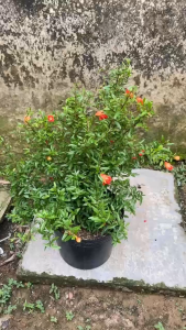 Cây Lựu Kiểng (Lựu Lê) - Tổng thể tầm 50-60 cm - Chịu nắng tốt cho hoa quả đẹp!