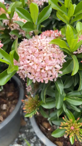 เข็มชมพูแคระ เข็มพิษณุโลกชมพู ดอกสวยตลอดทั้งปี ดูแลง่ายมาก Ixora hybrid Pink Ixora