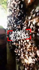 Madu Mustika Gunung Kaliandra 100% Murni Original Raw Honey Tanpa Campuran dari Hutan Garut Selatan