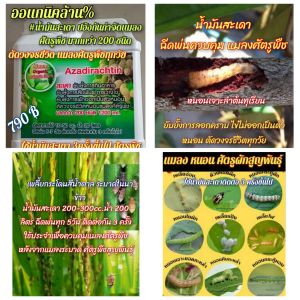 #Neem organic น้ำมันสะเดา ออแกนิคล้าน% ปอ้งกันกำจัดแมลงศัตรูพืช พืชผัก นาข้าว พืชไร่ ไม้ดอก สวนผลไม้ ป้องกันตัว หนอนชอนใบ หนอนเจาะยอด เจาะดอก เจาะผล หนอนเจาะลำต้น เพลี้ยออ่น เพลี้ยกระโดดสีน้ำตาล เพลี้ยทุกชนิด ไร แมลงหวี่ หอยทาก หอยเจย์ดี น้ำมันสะเดา 1ลิตร