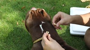 TX 304 Stainless Steel Dog Chain Collar And Leash Super Strong Dog Metal Collar Choke Silver Gold Pet Lead Rope For Party