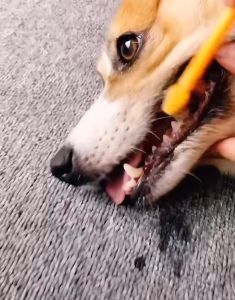 Pet Dogs & Cats Dental Care Toothpaste Toothbrush