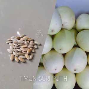 50 BIJI BENIH TIMUN SURI PUTIH  (REPACK)