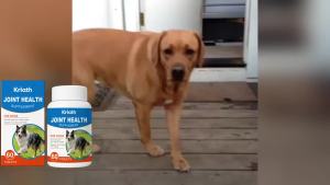 Dog Joint Care Supplement Tablets Nourishing Joint Enhance Flexibility Protect Cartilage Relieve Discomfort Dog Joint Care Agent
