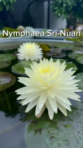 Sean Planters’ Hardy Water Lily Nymphaea Sri-Nuan Live Plant Water Plants Pokok Bunga Teratai Hidup 耐寒睡蓮花莲花睡莲花苗
