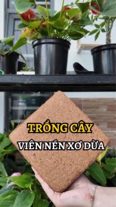 Combo 10 viên nén 1Kg xơ mụn/xơ chip mụn/vỏ dừa cắt đã qua xử lý - Giá thể trồng cây | Độc quyền Family Garden
