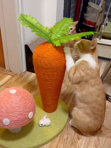 กรอบปีนแมว เสาฝนเล็บ ฝนเล็บแมว ที่ฝนเล็บแมว ที่ลับเล็บแมว เสาลับเล็บแมว ของเล่นแมว ของเล่นแมว แครอทน่ารัก