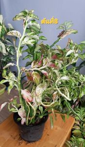 ต้นกวักเงินกวักทองด่างชมพูต้นไม้ประดับมงคลเสริมความร่ำรวยเรียกเงินเรียกทองเข้าบ้านขายกระถางใหญ่ตามรูปเลยค่ะ