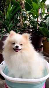 Oommi Probiotics Pet Shampoo | For Normal Skin | Deodorizing | Dogs & Cats Shampoo 500ml