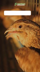 Puyuh Stimulant Probiotik Herbal untuk Meningkatkan Produksi Telur dan Mengurangi Bau Amoniak