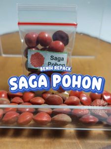 Benih Saga Pohon Unggulan Berkualitas biji bibit repack hidroponik hydroponik tanaman pot