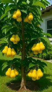 Bibit jambu air madu kuning siap berbuah