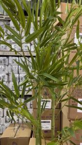 Green Bamboo Tree High Quality Artificial Plant Pokok Buluh Hiasan Rumah Home Decor