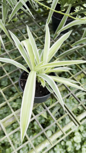 Spider Plant - Fresh Look Low Maintenance Green Natural