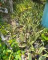 Chậu lưỡi hổ sen mini, lưỡi hổ lùn, lưỡi hổ cao cây phong thủy. 