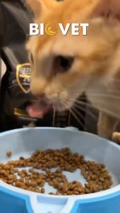 Makanan Kucing Kibble Biovet Cat Food Super Premium All In One Complete Formula Superfood Atasi Bulu Gugur Gemuk Gebu