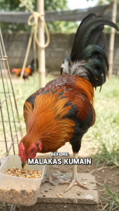 VitaFeather BoneMax 250g – Gamefowl Supplement for Strong Bones Muscles & Shiny Feathers