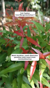 Daun Pucuk Merah Segar – Herbal Alami 100g/ 250g –  Tanaman Hias & Obat Tradisional