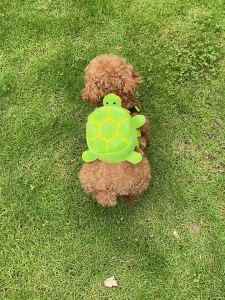 Dog Turtle Backpack for Small & Medium Dogs – Cute Turtle Shape Pet School Bag Large Capacity Snack Storage Bag Soft Adjustable Puppy Backpack for Outdoor Walking Travel & Training