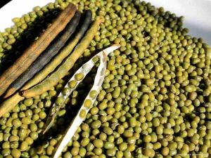 Kacang hijau 1 kg/Grosir Kacang Hijau/Kacang hijau fresh 1kg/kacang hijau lokal/langsung dari petani/Kacang Gronong Kualitas Super/Gronong Bibit Super