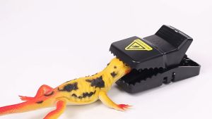 Samudra Biru -Perangkap Jebakan Tikus Black Mouse Sensitive Trap