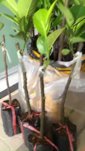 CÂY MÍT RUỘT ĐỎ INDO - CÂY BÁN CAO TẦM 60CM - MAI HUY SINCE 2008