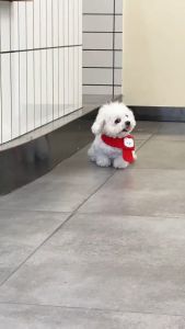 【READY-STOCK】Pet Dog Winter Warm Christmas Elk Scarf Pet knit Christmas scarf Pet Cosplay Costume Pet scarf 宠物圣诞围巾 圣诞帽