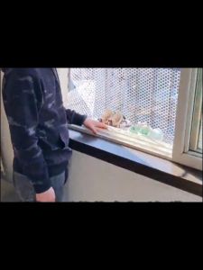 Plastic Chicken Wire Fence Mesh Poultry Fencing Hexagonal Fencing Wire for Gardening