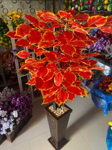 Daun bunga sudut ruangan beringin oranye