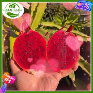 Green House® - Dragon Fruit Seeds Red Pitahaya for Planting Fruit Plant (20 Seed) red flesh incl. Planting Instruction