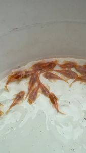 L144 Pleaco (Blue Eye)/ Live Fish/ Freshwater