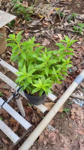 Cây Huỳnh Anh - Tổng thể tầm 30-40 cm - Hoa Vàng - Chịu nắng tốt!