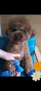 Po&Co Pet rain shoes dog cat anti-slip rubber boot dogs cats foot cover puppy waterproof socks small medium dogs protect the paw