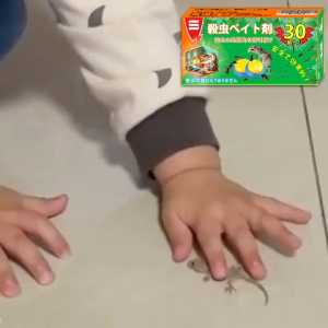 30pcs/Large capacity ! ECeta Lizard killer Cicak killer lizard killer bait New upgrade effect doubled !Ubat cicak Racun cicak paling kuat 壁虎药