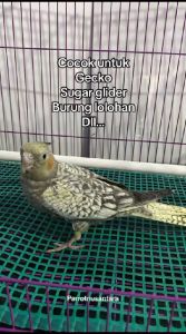 ALAS JARING PLASTIK ANAKAN HEWAN PARROT