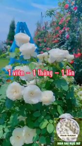 [TẶNG 35V] Vitanmin Buviplant  phân bón TAN CHẬM cho cây cảnh (GÓI 100V)