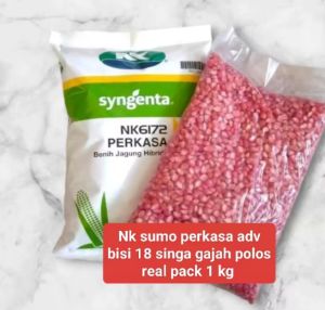 REPACK BENIH JAGUNG HIBRIDA NK 212 PERKASA SUMO DIKEMAS POLOSAN 1KG DI KEMAS POLOS 1KG