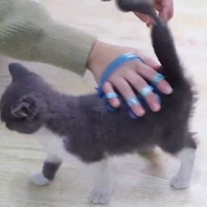 Găng tay tắm chó mèo (silicon) chải lông gỡ rối đánh bông lông - Bàn tay nhựa Đồ dùng tắm cho thú cưng